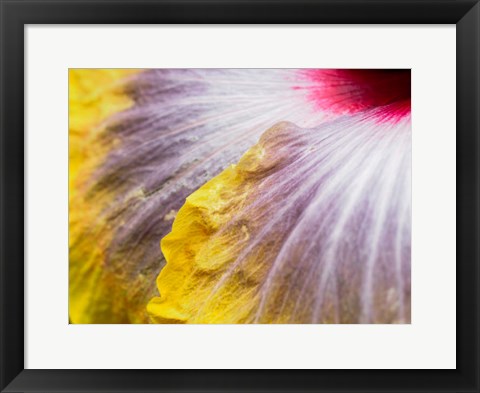 Framed Close-Up Of A Hibiscus Flower Print