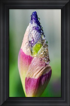 Framed Dewdrops On An Iris Bud Print