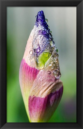 Framed Dewdrops On An Iris Bud Print