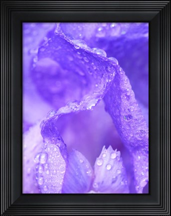 Framed Close-Up Of Dewdrops On A Purple Iris 1 Print