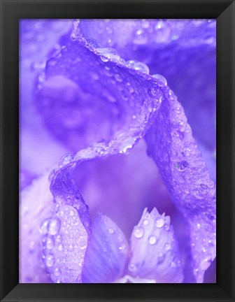 Framed Close-Up Of Dewdrops On A Purple Iris 1 Print