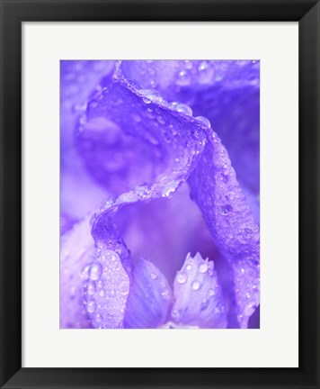 Framed Close-Up Of Dewdrops On A Purple Iris 1 Print