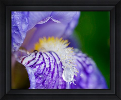 Framed Close-Up Of Dewdrops On A Purple Iris 2 Print