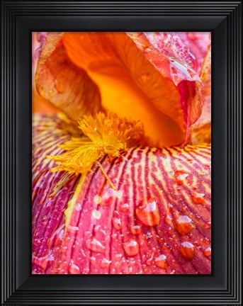 Framed Close-Up Of Dewdrops On A Pink Iris Print