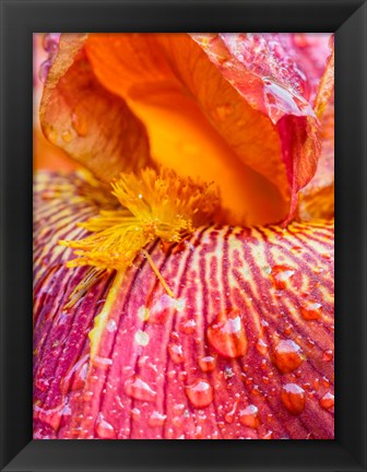 Framed Close-Up Of Dewdrops On A Pink Iris Print