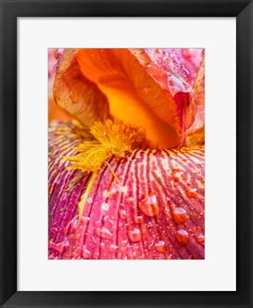 Framed Close-Up Of Dewdrops On A Pink Iris Print