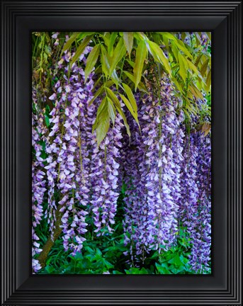 Framed Purple Wisteria Blossoms Hanging From A Trellis Print