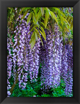 Framed Purple Wisteria Blossoms Hanging From A Trellis Print