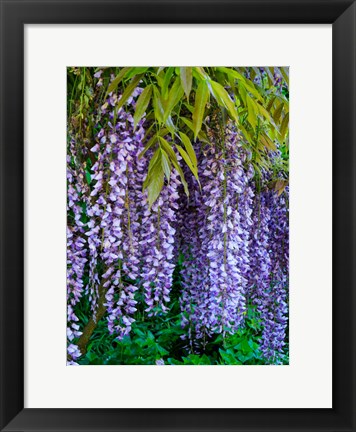 Framed Purple Wisteria Blossoms Hanging From A Trellis Print
