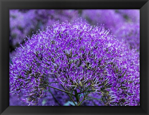 Framed Close-Up Of Flowering Purple Throatwort Print