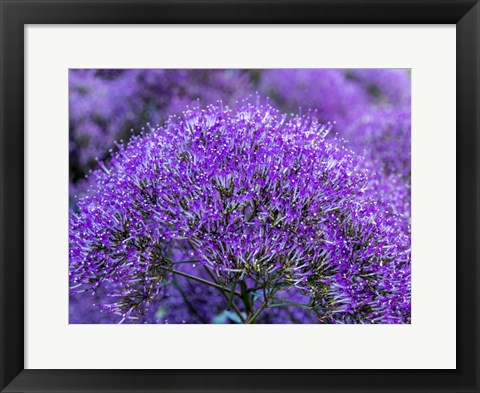 Framed Close-Up Of Flowering Purple Throatwort Print