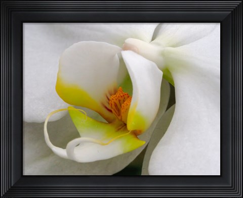 Framed Close-Up Of An White Orchid Print