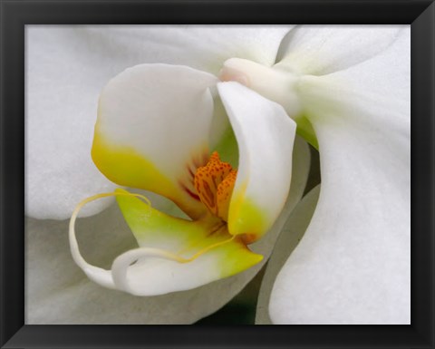 Framed Close-Up Of An White Orchid Print