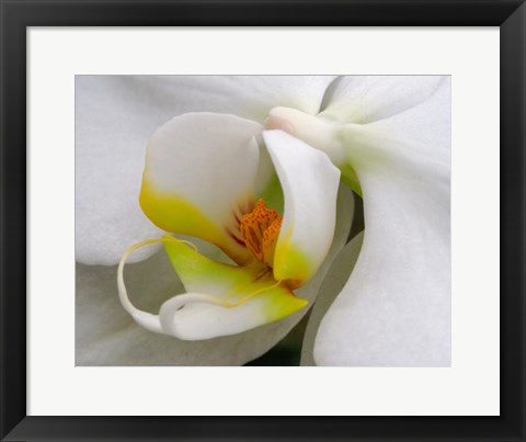 Framed Close-Up Of An White Orchid Print