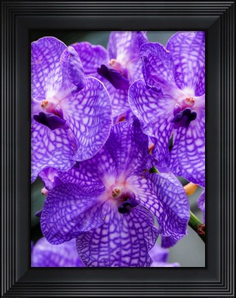 Framed Vanda Manuvadee &#39;Sky&#39; Orchid Print