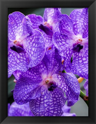 Framed Vanda Manuvadee &#39;Sky&#39; Orchid Print