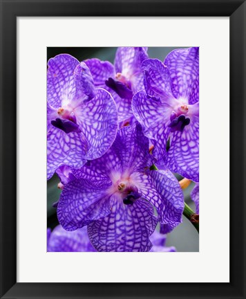 Framed Vanda Manuvadee &#39;Sky&#39; Orchid Print