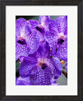 Framed Vanda Manuvadee &#39;Sky&#39; Orchid Print