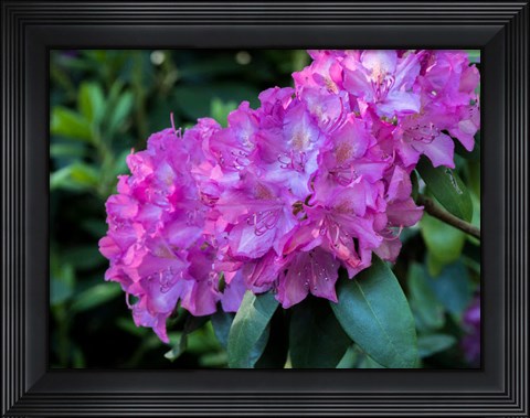 Framed Large Pink Rhododendron Blossoms In A Garden Print