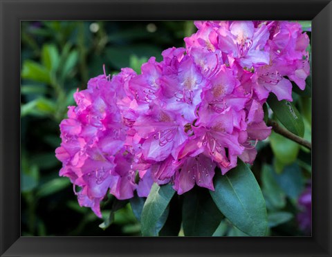 Framed Large Pink Rhododendron Blossoms In A Garden Print