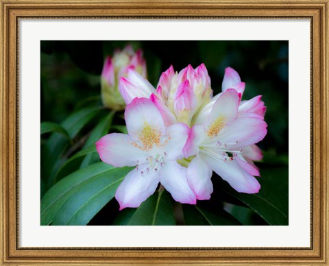 Framed Variegated Pink And White Rhododendron In A Garden Print