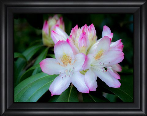 Framed Variegated Pink And White Rhododendron In A Garden Print