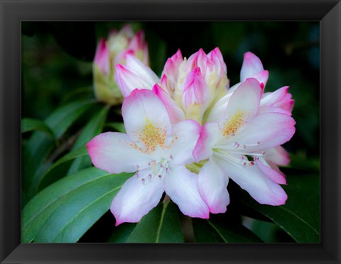 Framed Variegated Pink And White Rhododendron In A Garden Print