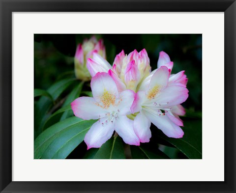 Framed Variegated Pink And White Rhododendron In A Garden Print