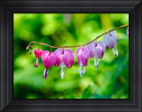 Framed Close-Up Of A Bleeding Heart Flower Print