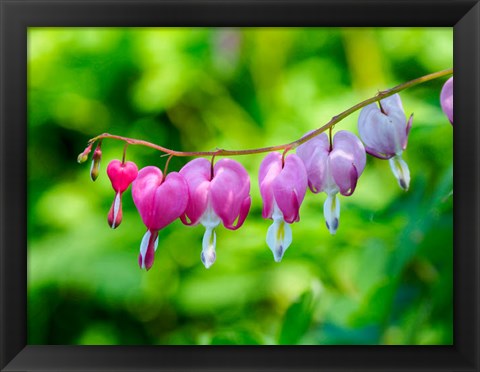 Framed Close-Up Of A Bleeding Heart Flower Print