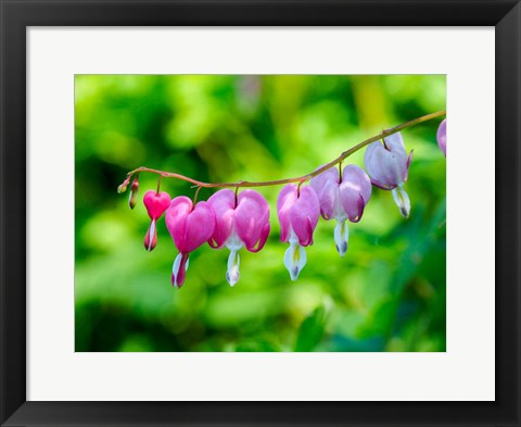 Framed Close-Up Of A Bleeding Heart Flower Print