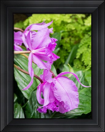 Framed Variety Of Pink Orchid Print