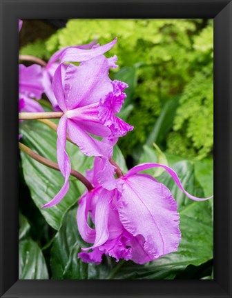 Framed Variety Of Pink Orchid Print