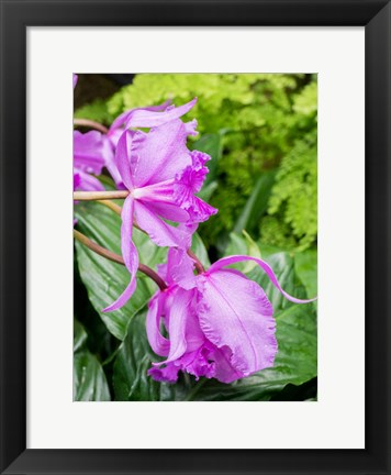 Framed Variety Of Pink Orchid Print