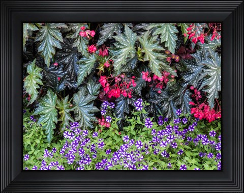 Framed Indoor Garden With A Variety Of Spring Blooming Flowers Print