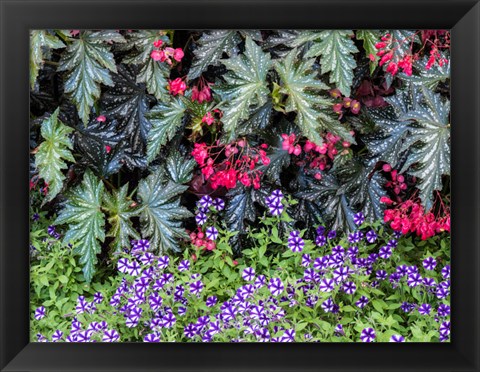 Framed Indoor Garden With A Variety Of Spring Blooming Flowers Print