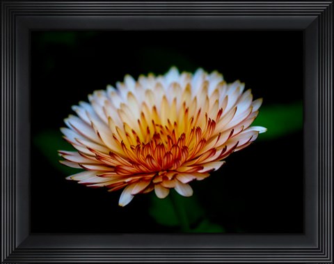 Framed Close-Up Of A Flower Print
