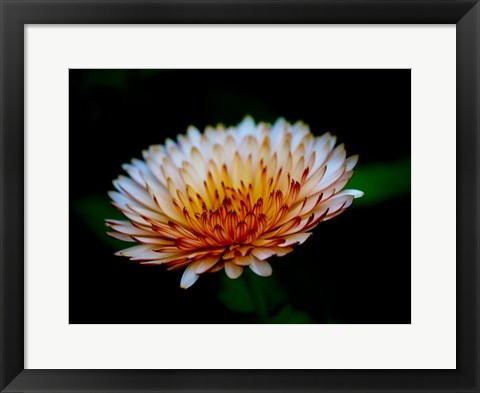 Framed Close-Up Of A Flower Print