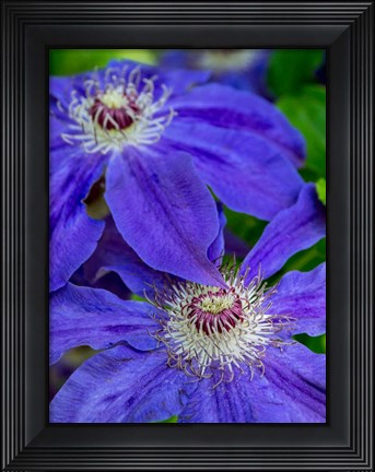 Framed Close-Up Of A Blue Clematis Print