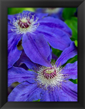 Framed Close-Up Of A Blue Clematis Print