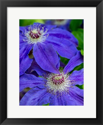 Framed Close-Up Of A Blue Clematis Print