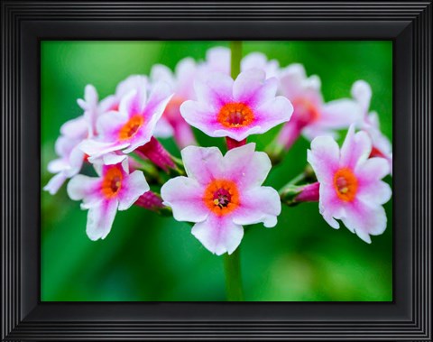 Framed Close-Up Of A Candelabra Primrose Print