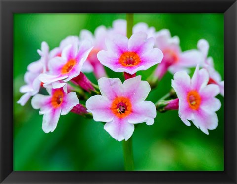 Framed Close-Up Of A Candelabra Primrose Print