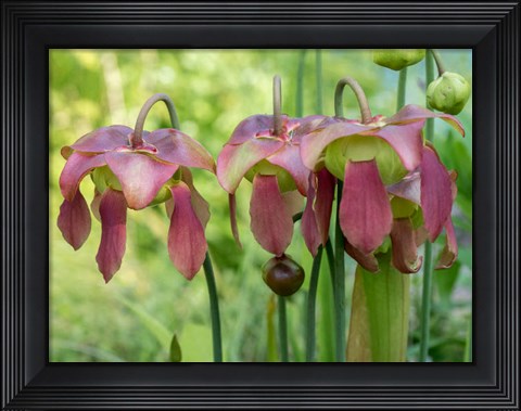 Framed Purple Flowers Of The Pitcher Plant, Sarracenia, A Carnivorous Plant Print