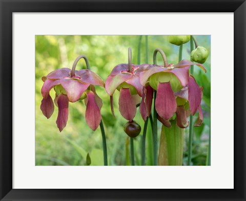 Framed Purple Flowers Of The Pitcher Plant, Sarracenia, A Carnivorous Plant Print