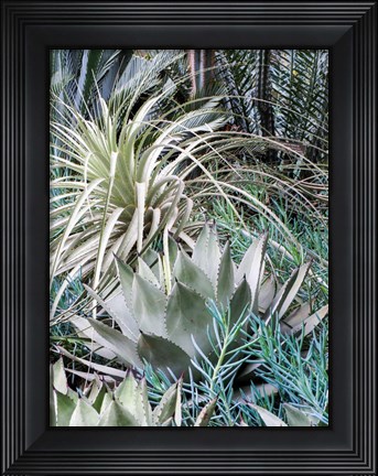 Framed Garden With An Assortment Of Bromeliad Plants And Textures Print