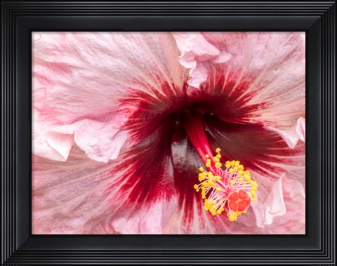Framed Close-Up Of A Hibiscus Flower Print