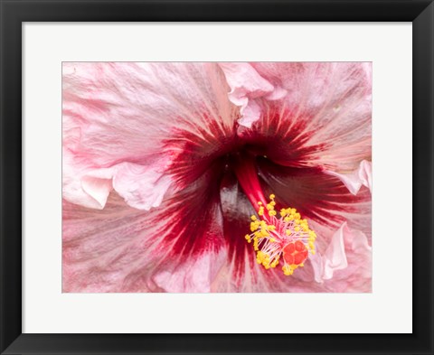 Framed Close-Up Of A Hibiscus Flower Print