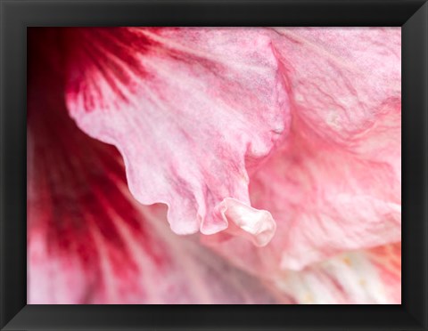 Framed Pennsylvania, Close-Up Of A Hibiscus Flower Print