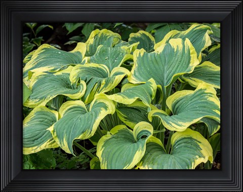 Framed Variegated Green And Yellow Hosta Print